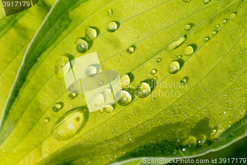 Image of water drops on green plant leaf 