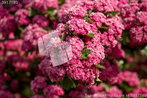 Image of Flowers pink hawthorn. Tree pink hawthorn