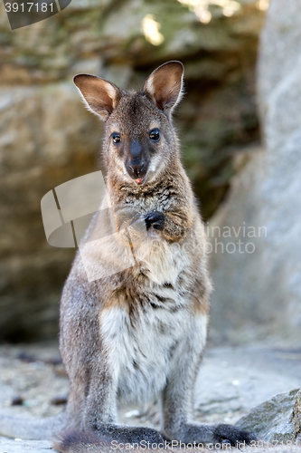 Image of Closeup of a Red-necked Wallaby baby