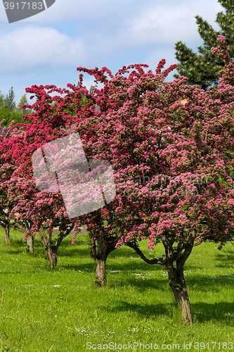 Image of Flowers pink hawthorn. Tree pink hawthorn