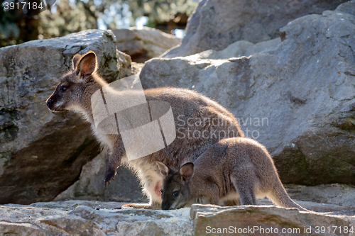 Image of Closeup of a Red-necked Wallaby baby with mother