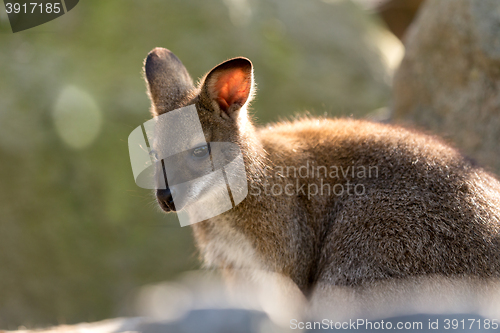 Image of Closeup of a Red-necked Wallaby baby