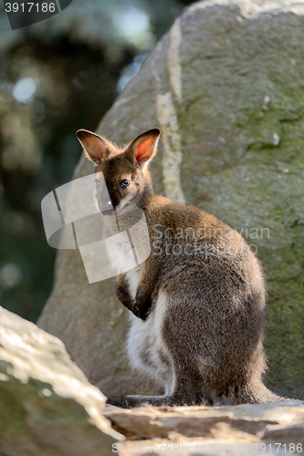 Image of Closeup of a Red-necked Wallaby baby