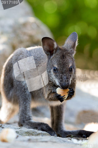 Image of Closeup of a Red-necked Wallaby baby