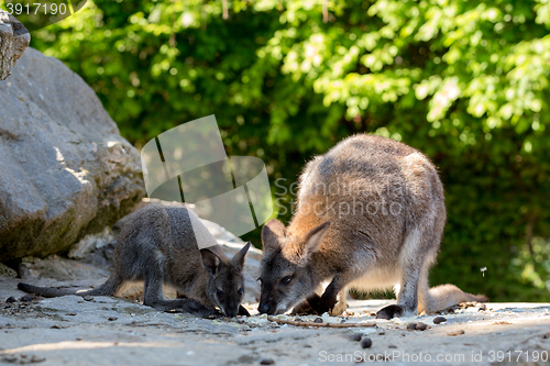 Image of Closeup of a Red-necked Wallaby baby with mother