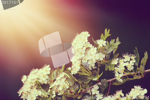 Image of Flowering tree in spring with very shallow focus