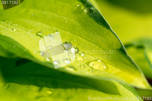 Image of water drops on green plant leaf