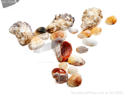 Image of Seashells on white background