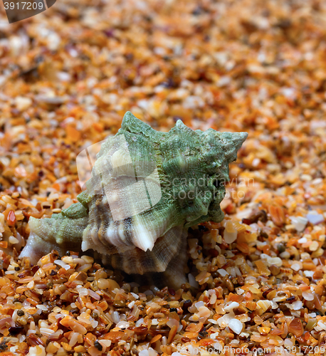 Image of Wet seashell on sand in sunny day