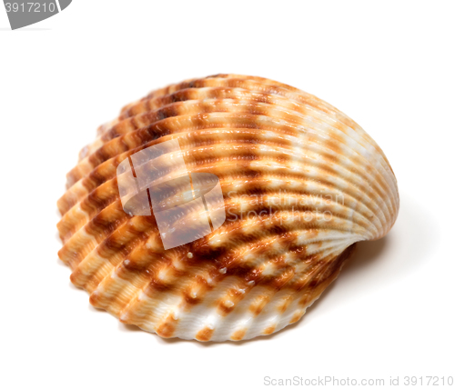 Image of Seashell on white