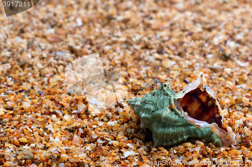 Image of Wet seashell on sand