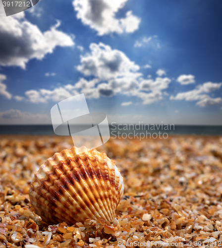 Image of Seashell on sand 