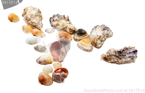 Image of Seashells isolated on white background