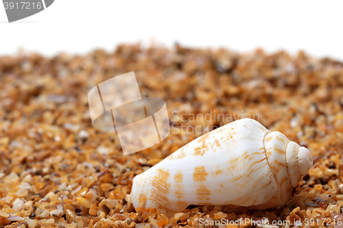 Image of Shell of cone snail on sand 