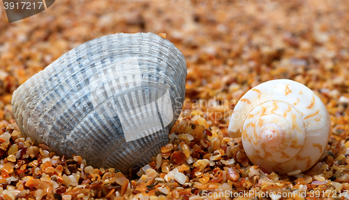 Image of Two seashell on sand