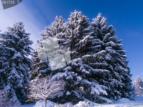 Image of Frosted Evergreens & Blue Sky