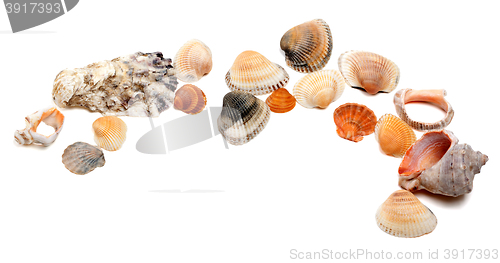 Image of Collection of seashells with copy space