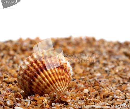 Image of Seashell on sand 