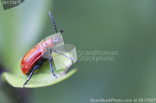 Image of scarlet lily beetle