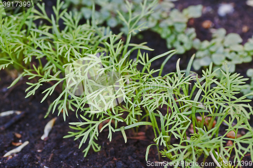 Image of dill plants