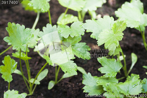 Image of small parsnip plants