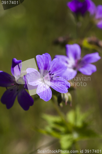 Image of wood cranesbill