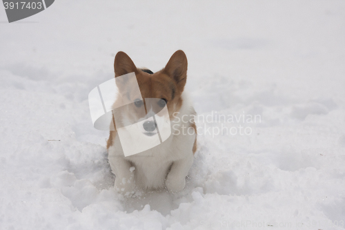 Image of running in snow