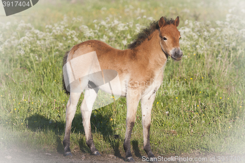 Image of gotland pony foal