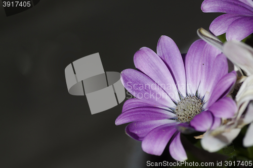Image of african daisy