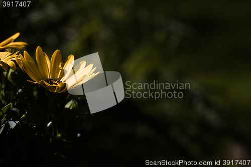 Image of african daisy