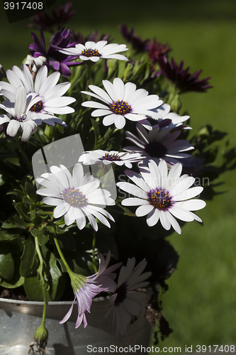 Image of african daisies