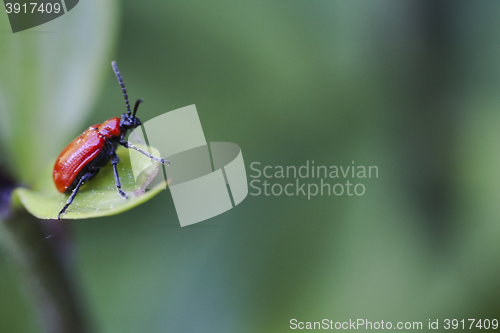 Image of red lily beetle