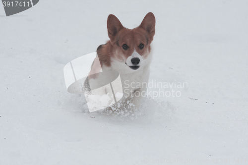 Image of running in snow