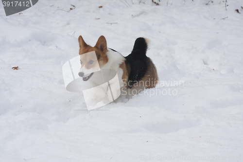 Image of running in snow