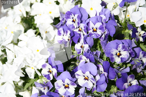 Image of Pansies