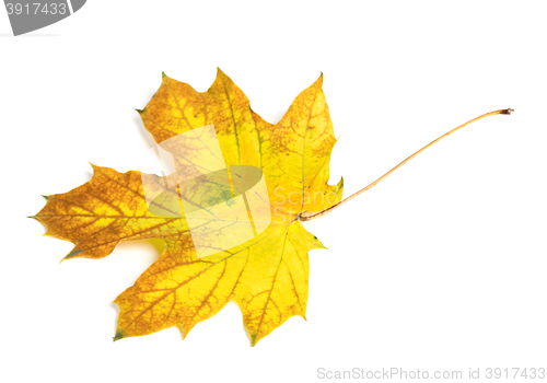 Image of Yellow multicolor autumn maple-leaf