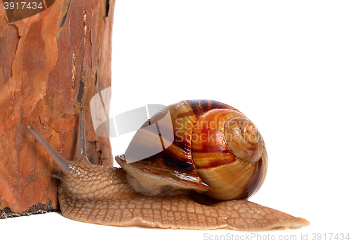 Image of Snail and pine tree. Isolated on white background
