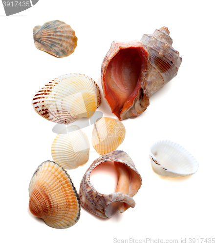 Image of Seashells on white