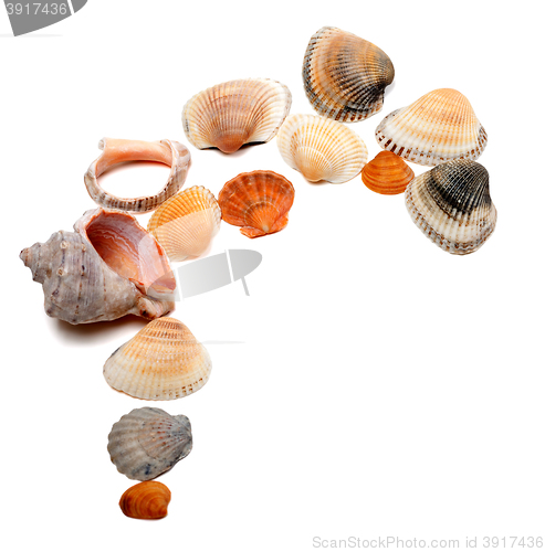 Image of Collection of seashells with copy space