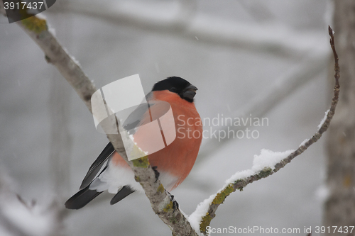 Image of bullfinch