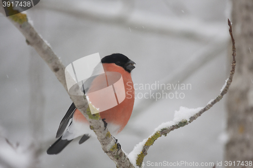 Image of bullfinch