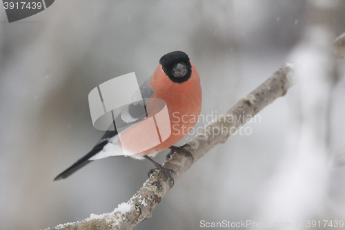 Image of bullfinch