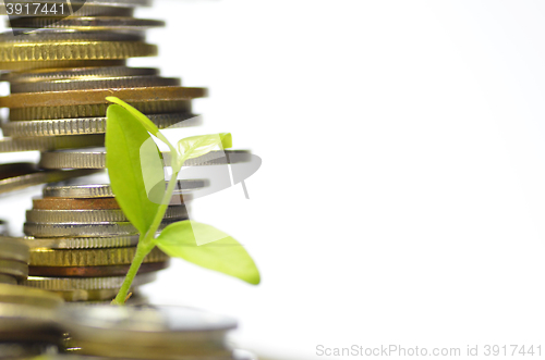 Image of Plant and lot of coins