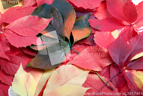 Image of Background of multicolor leafs