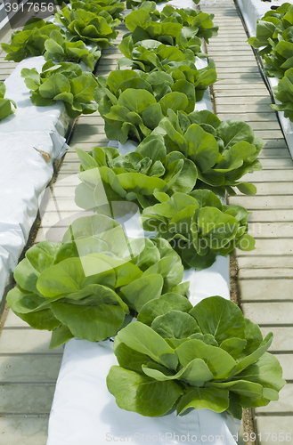 Image of Lettuce Hydroponics