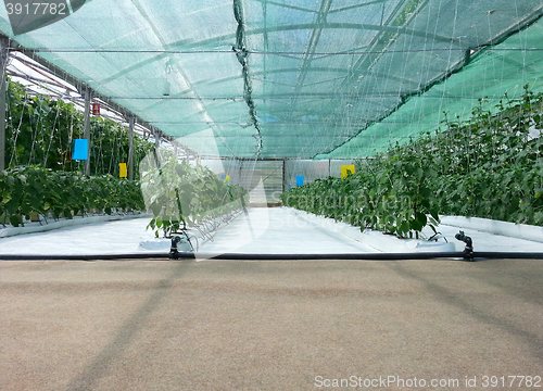 Image of Inside Hydroponic Hothouse