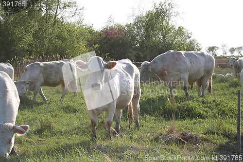 Image of Cattle on grazing