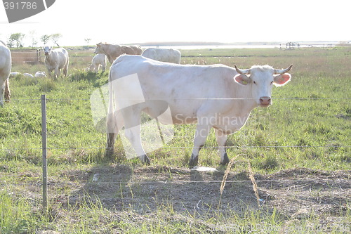 Image of White cow