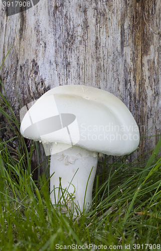 Image of Horse Field Mushroom