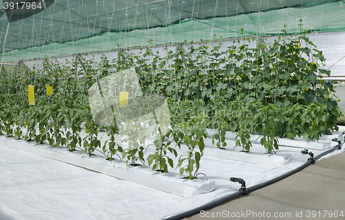 Image of Inside Hydroponic Hothouse